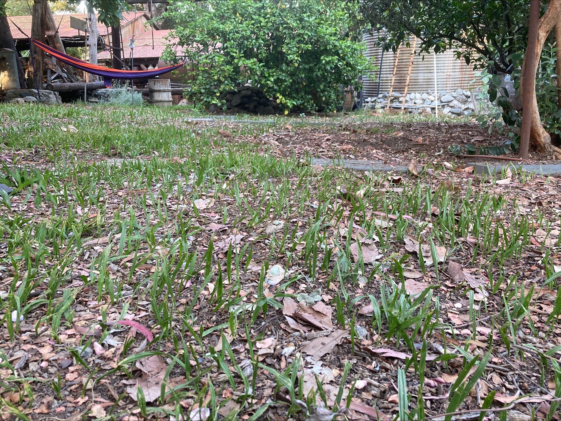 Color photograph of castle grounds. Close up of foreground with countless 3 inch sprouts of palm tree coming up out of the the brown compost and soil. In the middle ground right is the trunk and underbrush of a guava tree. Background of a bue and red hammock on the left, a lemon tree center with some yellow lemons on it. To the righ, behind the guava tree is a metal rusted ladder leaning against a corrugated tin water tank. THe red roofs of the packing buildings are visible to the left beyond the windmil and water tower foundations.