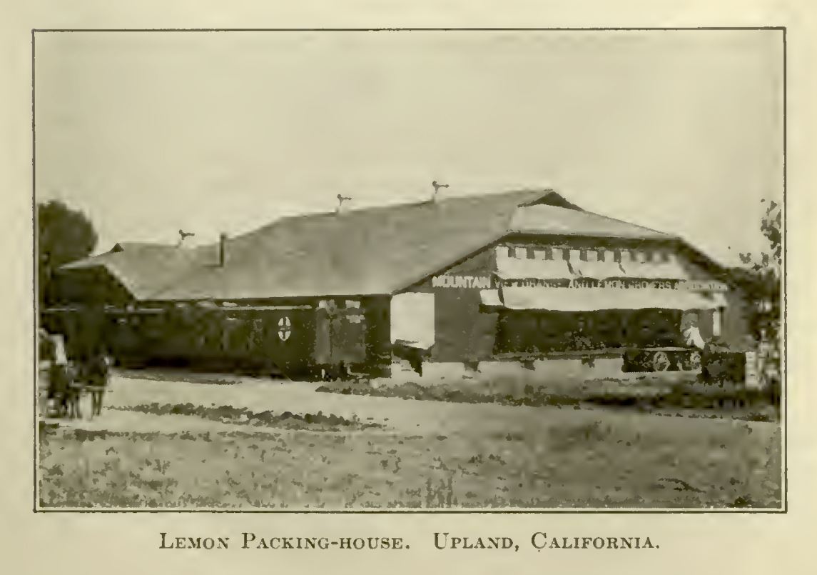 Photo of Lemon Packing-House from “Cooperation in agriculture” by George Harold Powell, George Harold, 1913, Page120, Part of IA Collections: cdl; americana, source: https://archive.org/download/cooperationinagr00poweiala/cooperationinagr00poweiala.pdf.